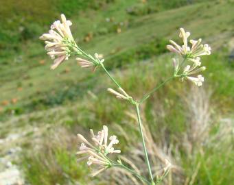 Fotografia da espécie Asperula aristata subesp. scabra