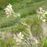 Fotografia 5 da espécie Asperula aristata subesp. scabra do Jardim Botânico UTAD