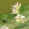 Fotografia 7 da espécie Asperula aristata subesp. scabra do Jardim Botânico UTAD