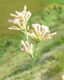 Fotografia da espécie Asperula aristata subesp. scabra