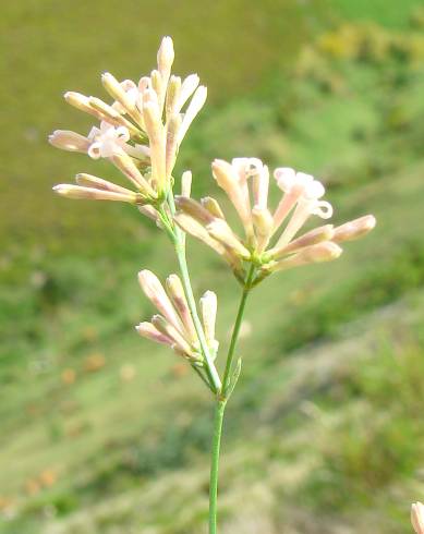 Fotografia de capa Asperula aristata subesp. scabra - do Jardim Botânico