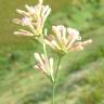 Fotografia 1 da espécie Asperula aristata subesp. scabra do Jardim Botânico UTAD