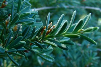 Fotografia da espécie Podocarpus alpinus