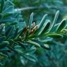 Fotografia 4 da espécie Podocarpus alpinus do Jardim Botânico UTAD