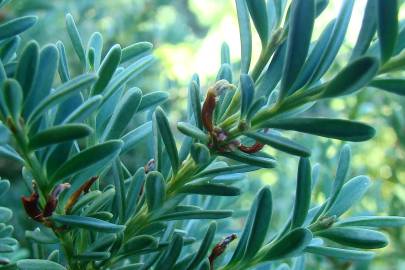 Fotografia da espécie Podocarpus alpinus