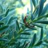 Fotografia 5 da espécie Podocarpus alpinus do Jardim Botânico UTAD
