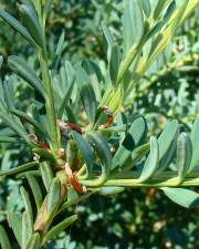 Fotografia da espécie Podocarpus alpinus