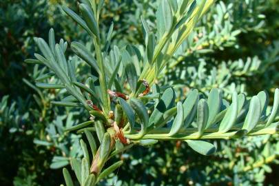 Fotografia da espécie Podocarpus alpinus