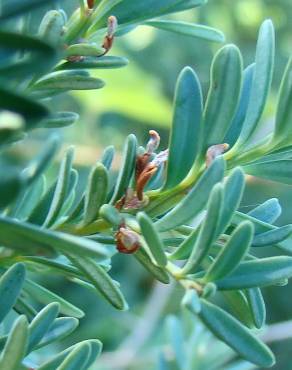 Fotografia 6 da espécie Podocarpus alpinus no Jardim Botânico UTAD