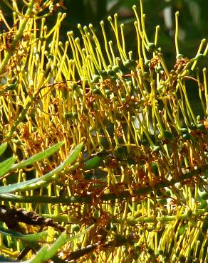 Fotografia 5 da espécie Grevillea robusta no Jardim Botânico UTAD