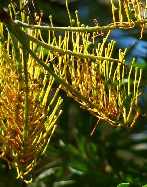 Fotografia 6 da espécie Grevillea robusta no Jardim Botânico UTAD