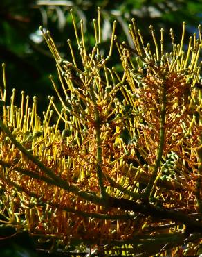 Fotografia 7 da espécie Grevillea robusta no Jardim Botânico UTAD