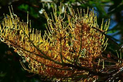 Fotografia da espécie Grevillea robusta