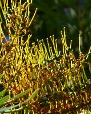 Fotografia da espécie Grevillea robusta