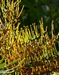 Grevillea robusta