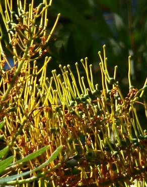 Fotografia 1 da espécie Grevillea robusta no Jardim Botânico UTAD