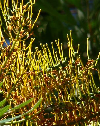 Fotografia de capa Grevillea robusta - do Jardim Botânico