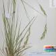 Fotografia 1 de herbário da espécie Festuca arundinacea no Jardim Botânico UTAD