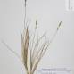 Fotografia 1 de herbário da espécie Festuca brigantina no Jardim Botânico UTAD