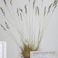 Fotografia 1 de herbário da espécie Festuca indigesta no Jardim Botânico UTAD