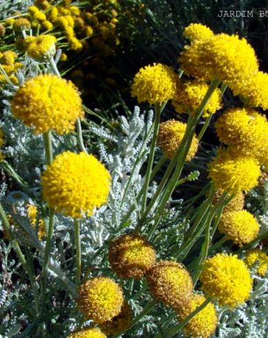 Fotografia de capa Santolina chamaecyparissus subesp. chamaecyparissus - do Jardim Botânico