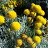 Fotografia 1 da espécie Santolina chamaecyparissus subesp. chamaecyparissus do Jardim Botânico UTAD