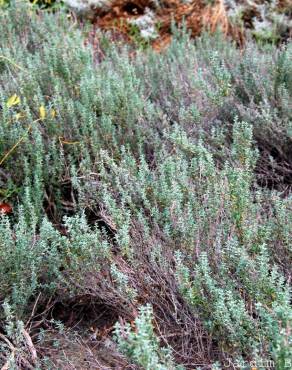 Fotografia 2 da espécie Thymus vulgaris subesp. vulgaris no Jardim Botânico UTAD