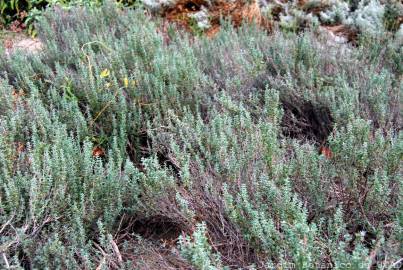 Fotografia da espécie Thymus vulgaris subesp. vulgaris