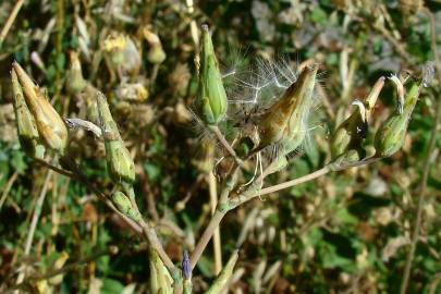 Fotografia da espécie Lactuca serriola for. integrifolia