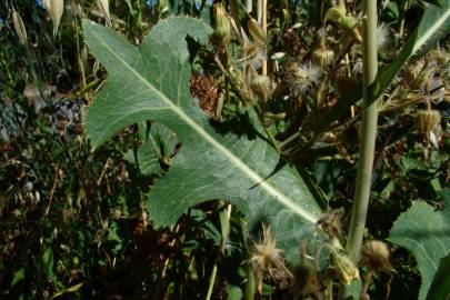 Fotografia da espécie Lactuca serriola for. integrifolia