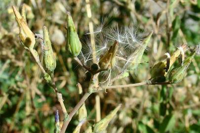 Fotografia da espécie Lactuca serriola for. integrifolia