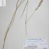 Fotografia de herbário 1 da espécie Melica ciliata no Jardim Botânico UTAD