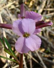 Fotografia da espécie Erysimum linifolium