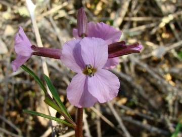 Fotografia da espécie Erysimum linifolium