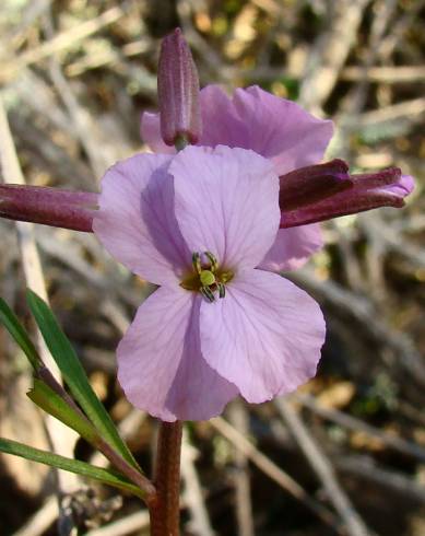 Fotografia de capa Erysimum linifolium - do Jardim Botânico