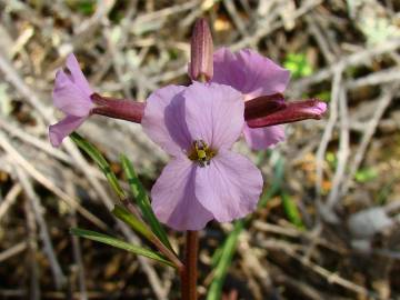 Fotografia da espécie Erysimum linifolium