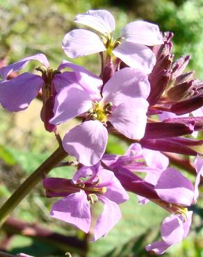 Fotografia 4 da espécie Erysimum linifolium no Jardim Botânico UTAD