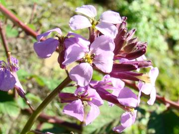 Fotografia da espécie Erysimum linifolium