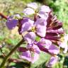 Fotografia 4 da espécie Erysimum linifolium do Jardim Botânico UTAD