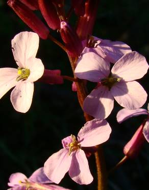 Fotografia 5 da espécie Erysimum linifolium no Jardim Botânico UTAD