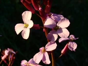 Fotografia da espécie Erysimum linifolium
