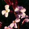 Fotografia 5 da espécie Erysimum linifolium do Jardim Botânico UTAD
