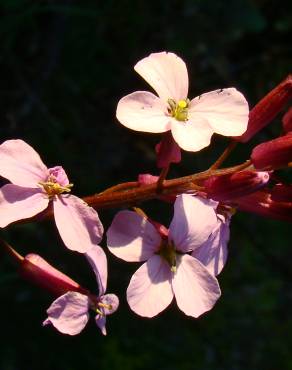 Fotografia 6 da espécie Erysimum linifolium no Jardim Botânico UTAD