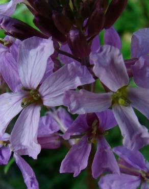 Fotografia 7 da espécie Erysimum linifolium no Jardim Botânico UTAD