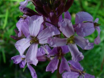 Fotografia da espécie Erysimum linifolium