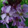 Fotografia 7 da espécie Erysimum linifolium do Jardim Botânico UTAD