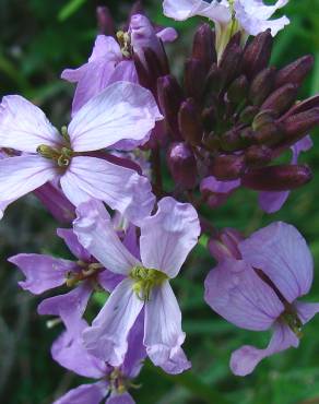 Fotografia 8 da espécie Erysimum linifolium no Jardim Botânico UTAD