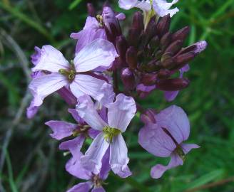 Fotografia da espécie Erysimum linifolium