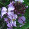 Fotografia 8 da espécie Erysimum linifolium do Jardim Botânico UTAD