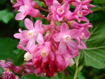 Fotografia da espécie Ribes sanguineum